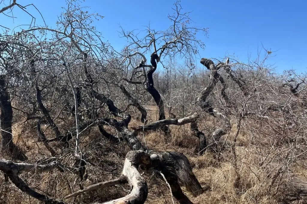 Twisted and spiralling aspen trees at The Crooked Bush in Saskatchewan.