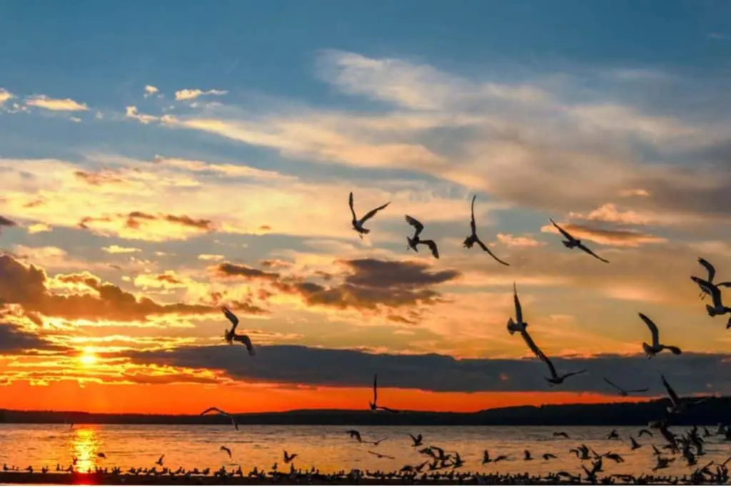 Flock of birds flying over a lake at sunset in Prince Albert National Park, Saskatchewan.