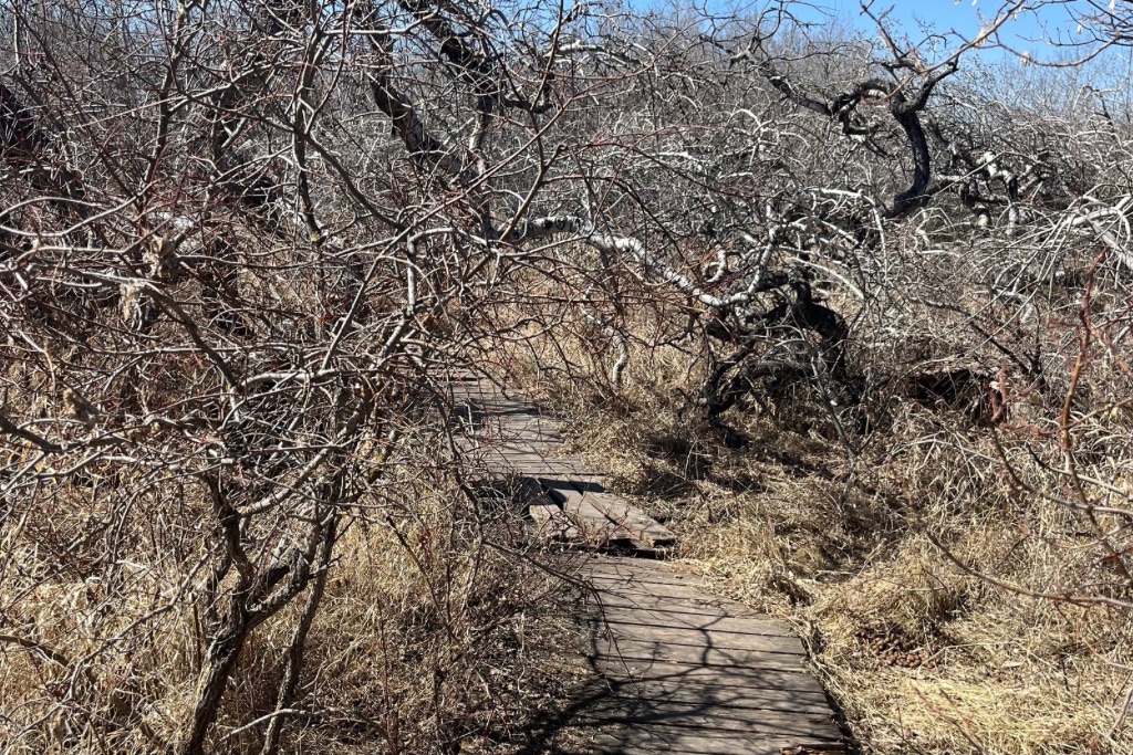 The Crooked Bush A broken boardwalk path in the middle of the Crooked Bush