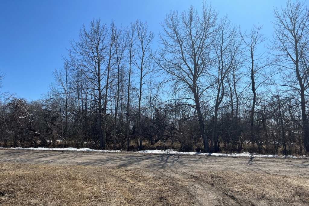 The Crooked Bush Aspen trees on the other side of the road growing tall and straight as you would expect