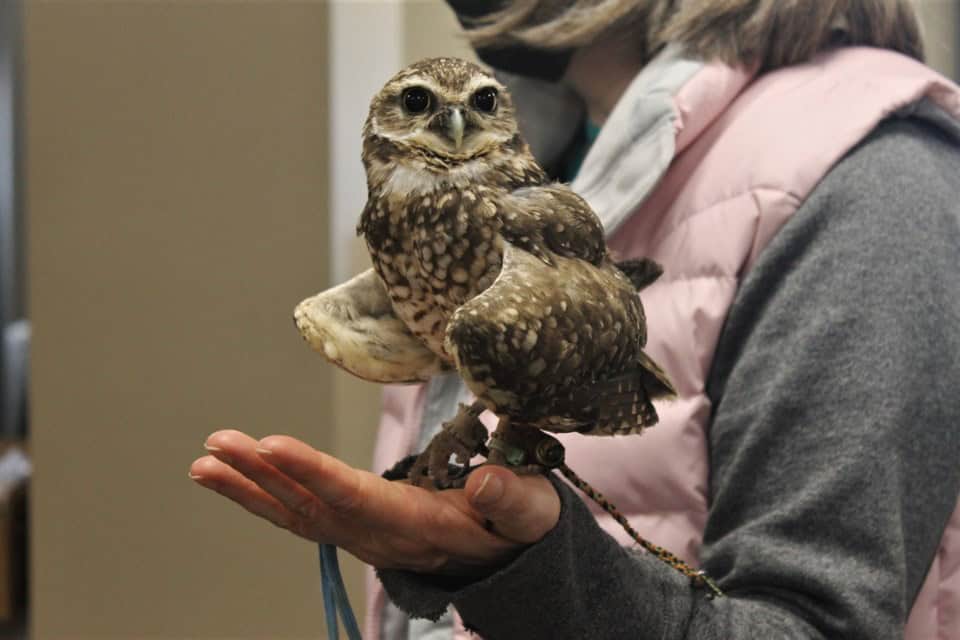 Moose Jaw on a budget Burrowing owl sitting on the handler's hand