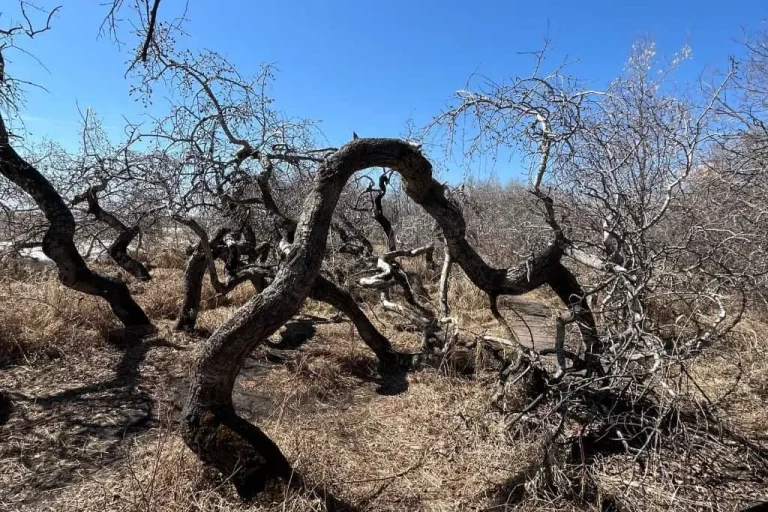 The Crooked Bush- A Twisted Forest Full of Mystery
