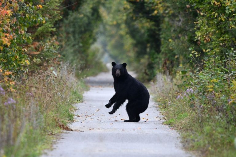 A Complete Hiker’s Guide to Bear Safety: Lessons from the Trail