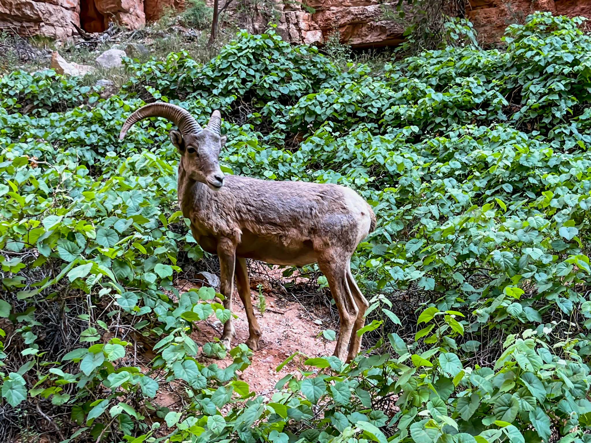 Havasupai Confluence