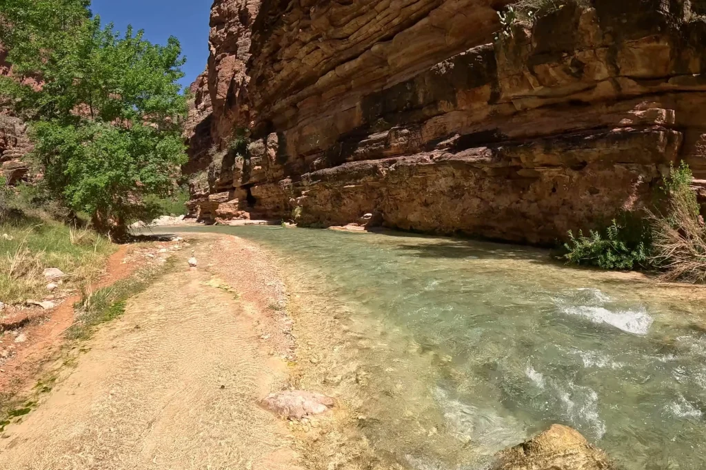 Havasu Creek flowing beside a rocky trail with towering red canyon walls on the hike from Beaver Falls toward the Confluence