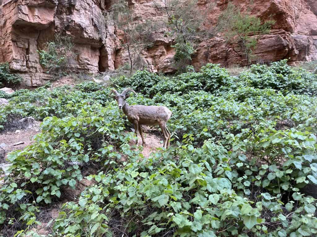 Havasupai Confluence A bighorn sheep standing in the middle of greenery with canyon walls in the background.
