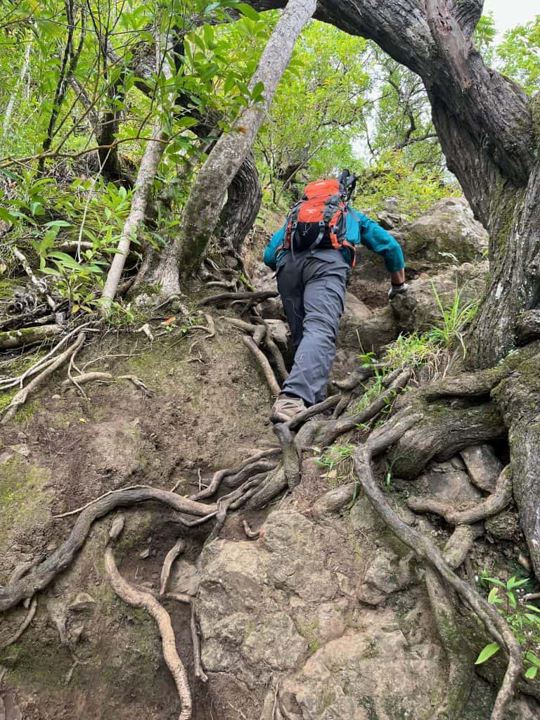 Hiker climbing up a steep section of the Olomana Trail with huge exposed roots before the first peak