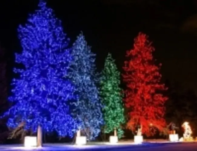Colourful trees illuminated in blue, white, green, and red lights at the Enchanted Forest holiday display in Saskatoon at night.