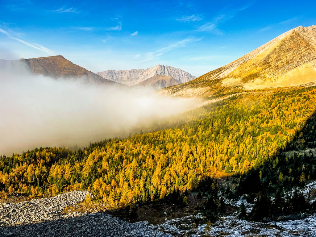 Golden larches in Arethusa Cirque under a layer of fog, mountains rising behind.