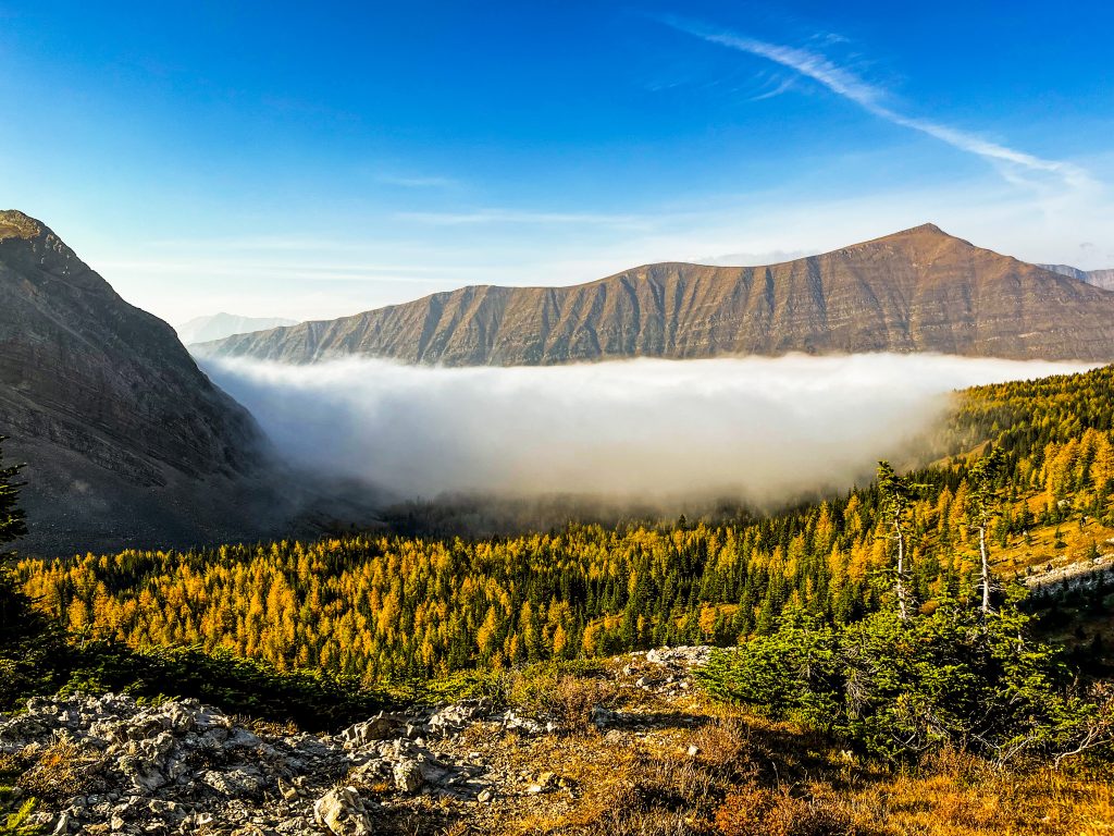 Golden larches in Arethusa Cirque under a layer of fog, mountains rising behind.