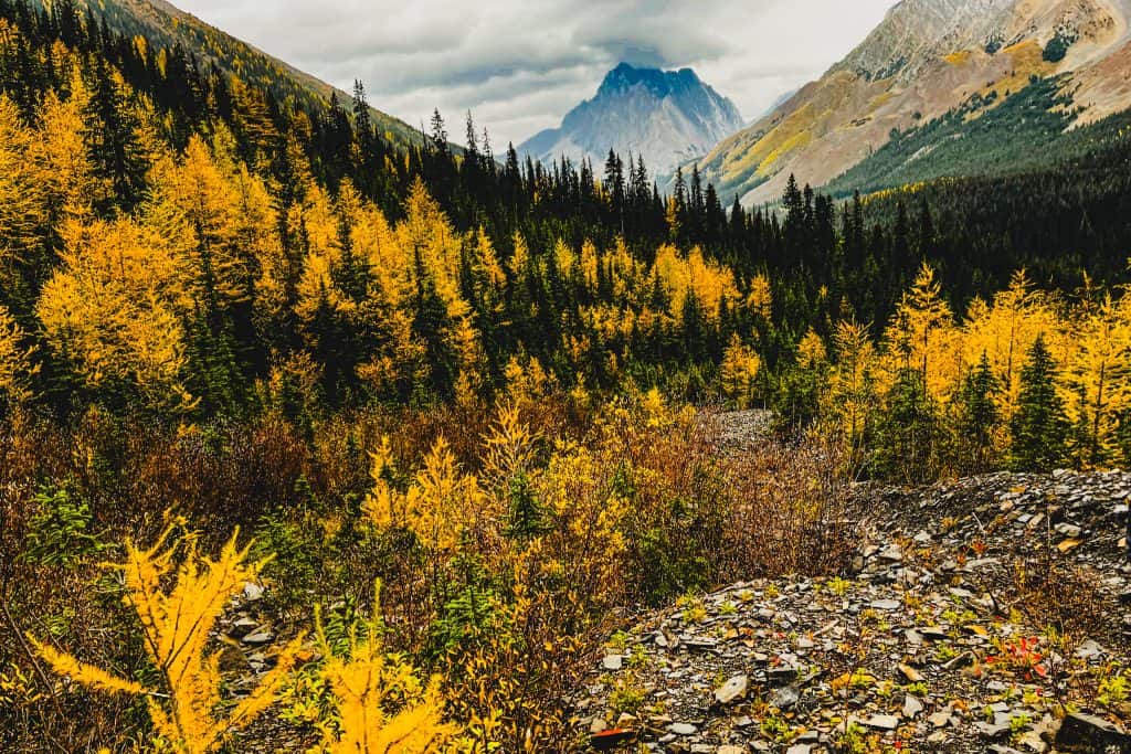 Golden larch trees near Pocaterra Ridge with mountains in the background