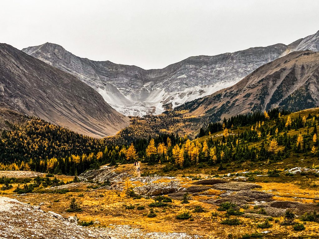 Golden larches in the center of Ptarmigan Cirque, surrounded by rugged mountain peaks