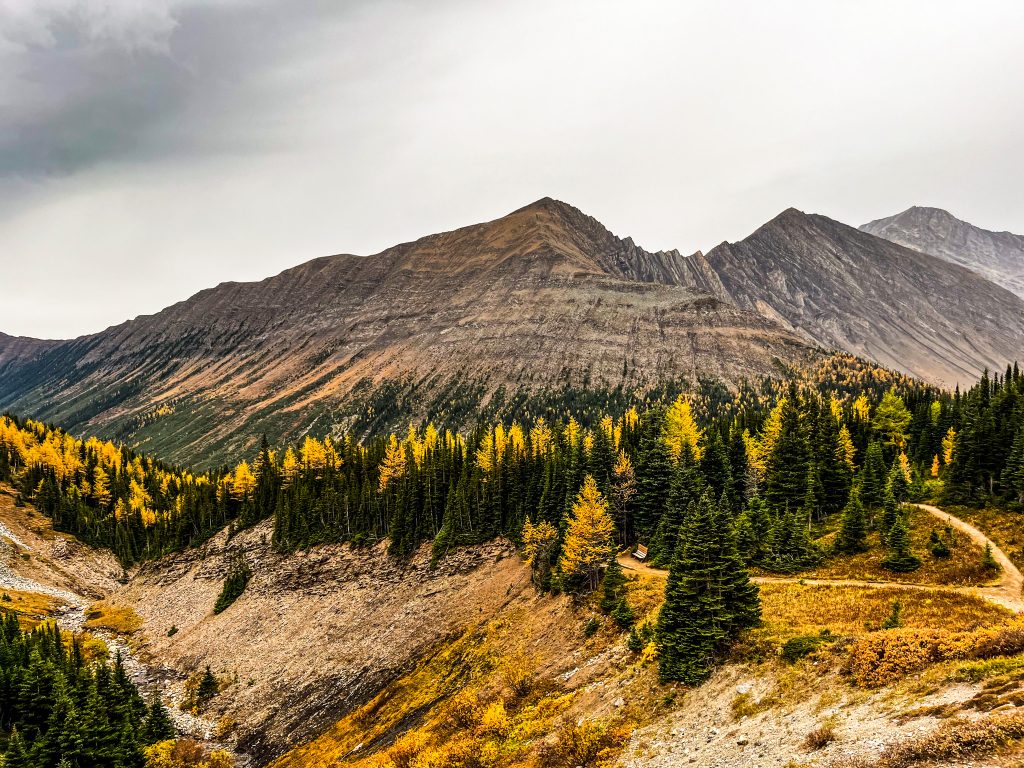 Trail winding through changing larch trees in Ptarmigan Cirque, with mountains in the background and a dried-up riverbed in the foreground.