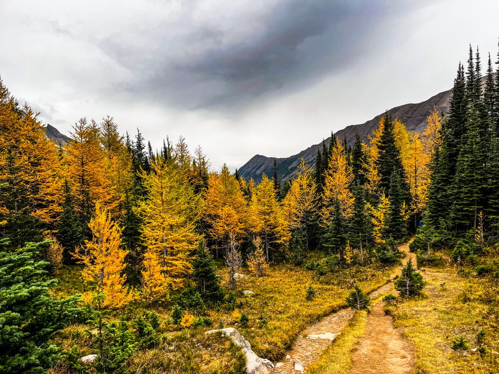 The start of Ptarmigan Trail surrounded by  golden larches and mountains in the background