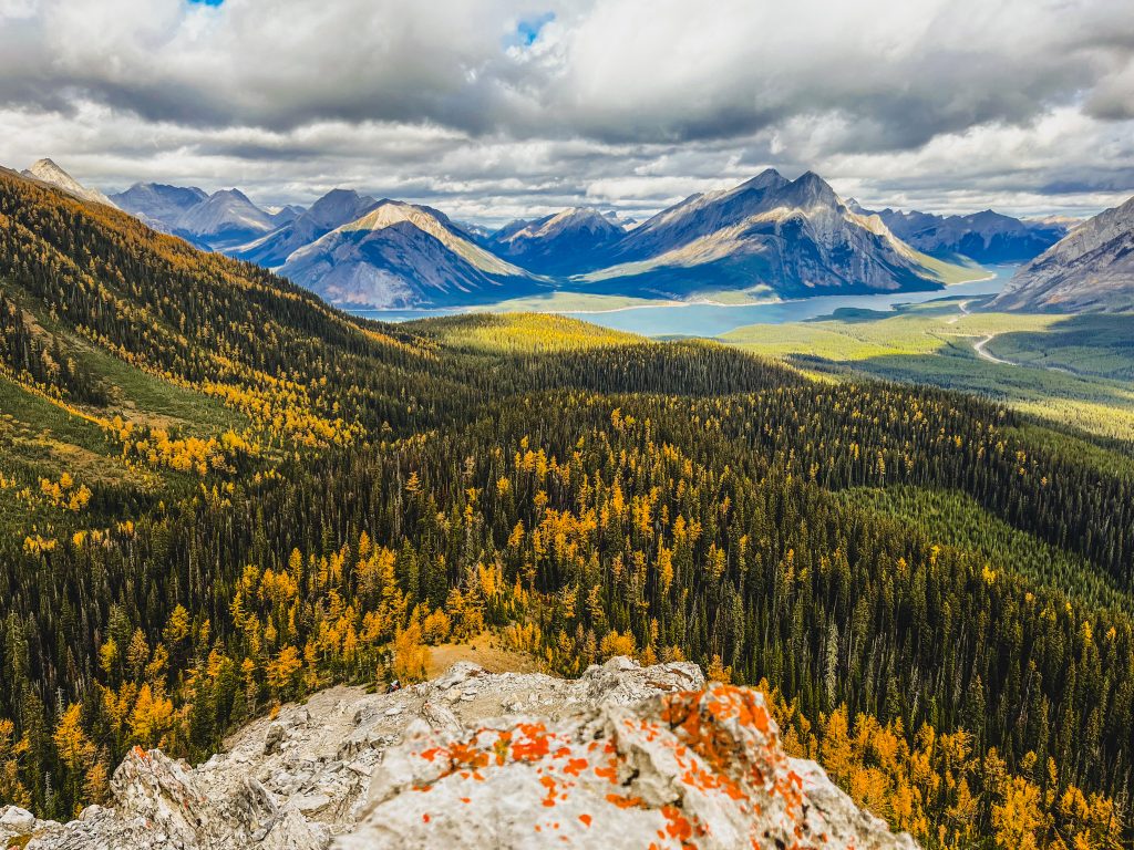 View from Tent Ridge overlooking golden larches and Spray Lakes with distant mountains in the background and part of the ridge in the foreground