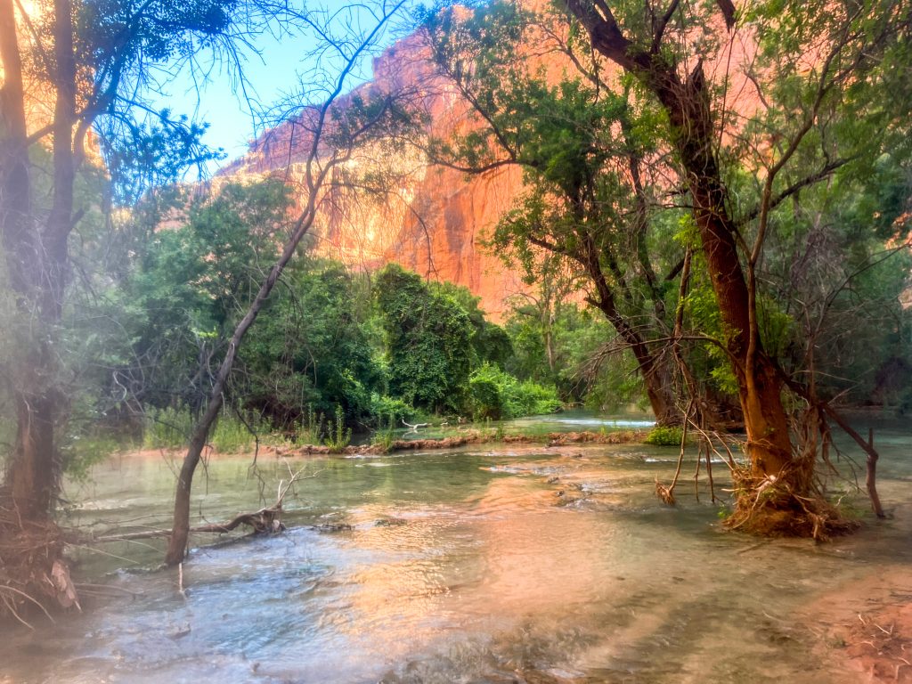 Shallow water flows through a shaded section of Havasupai trail lined with tall trees and dense green vegetation. Sunlit red canyon walls rise in the background as the creek winds toward the Confluence area of the hike.