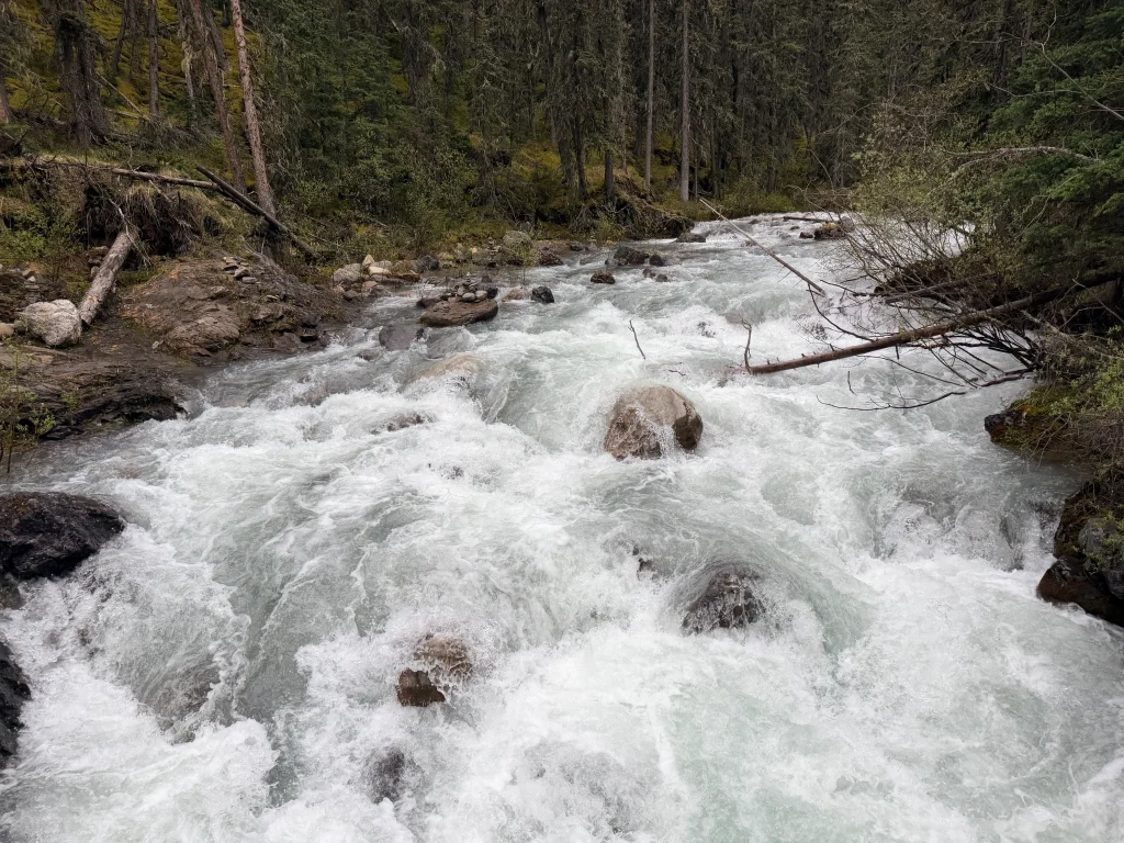 Fast-flowing Ribbon Creek surrounded by forest near Kananaskis Village