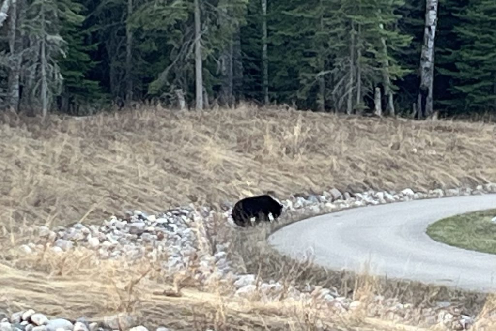 Black bear standing beside a road near the Grey Owl Trail in Prince Albert National Park.